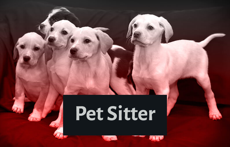 start a canadian pet sitting business